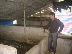 Nhờ mô hình trang trại mà mỗi năm gia đình ông Trần Viết Ngân  thu nhập hơn 300 triệu đồng.